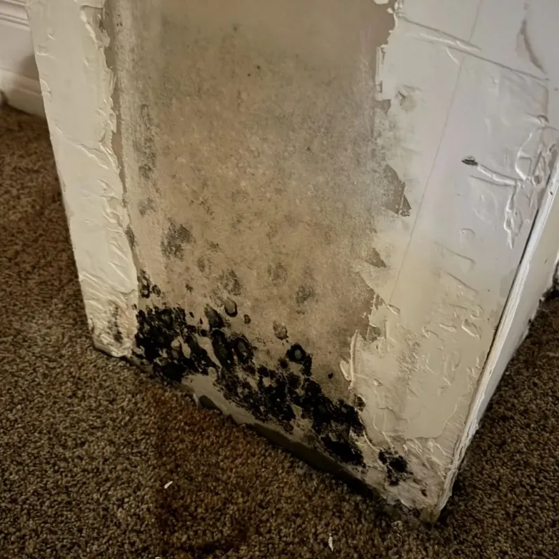 Professional Mold Removal in Krebs, OK